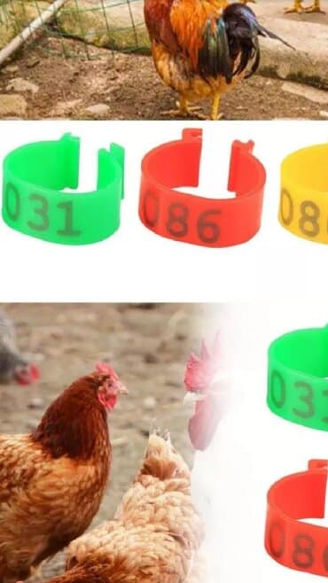 cins ineklerin qiymeti: Toyuqlar üçün üzüklər 25 qepik — 1