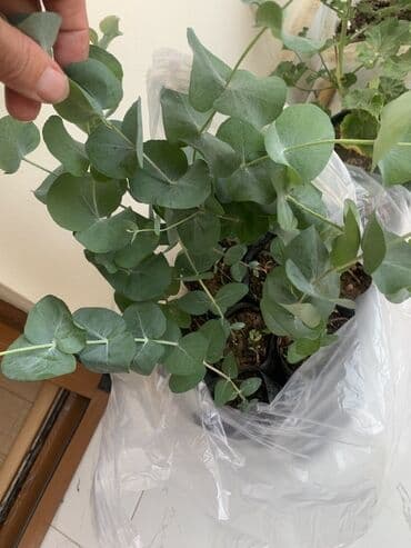 üzüm ağacı: Eucalyptus (Eucalyptus cinerea – Silver Dollar) fidanları - Növlər — 3