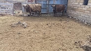 Satılır: yerli mal-qara - Növ: inək və buzovlar - Say: şəkillərdə bir