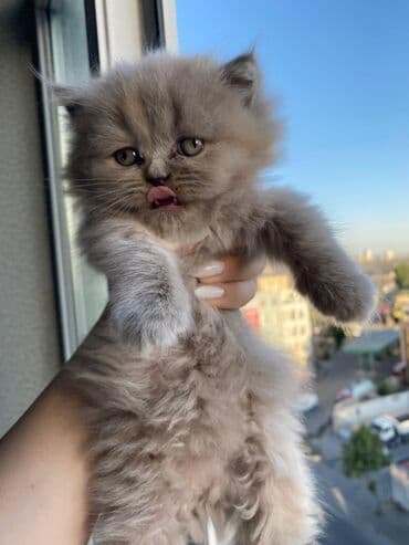 ən şirin pişiklər: Британская, Самка, Самец — 6