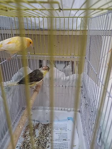 bülbül quşu: 1 cüt +1 bala 160m teç erkecler 60m — 4