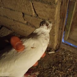 Eynəklər: Smart qolbaqlar — 2