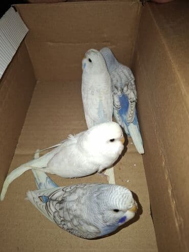 попугай ара цена: Tam saglam yeme dusmus balalar. Hamisi gozel renglerdi. Iri balalardi — 2