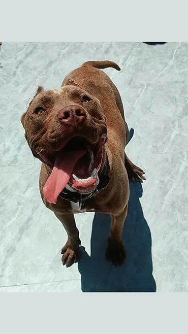 it satislari: Pitbul, 8 ay, Erkek, Ünvandan götürmə — 2