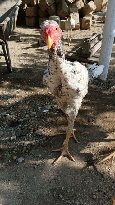 ördək balası: Xoruz, Heyratı, il: <1, Ünvandan götürmə — 1