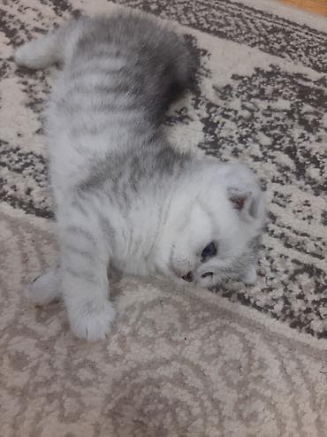 sfinks pişik: Şotland yastı qulaq, Yaxşı əllərə — 5