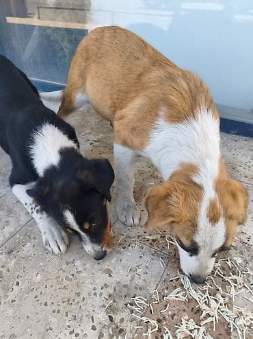 husky balası: Pulsuz çatdırılma, Rayonlara çatdırılma — 4