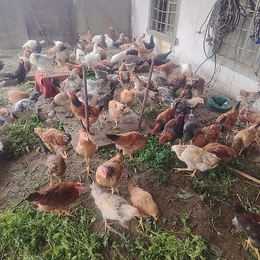 azərbaycanca pişik adları: Təsərrüfat toyuqları – müxtəlif yerli ət–yumurta istiqamətli cinslər — 3