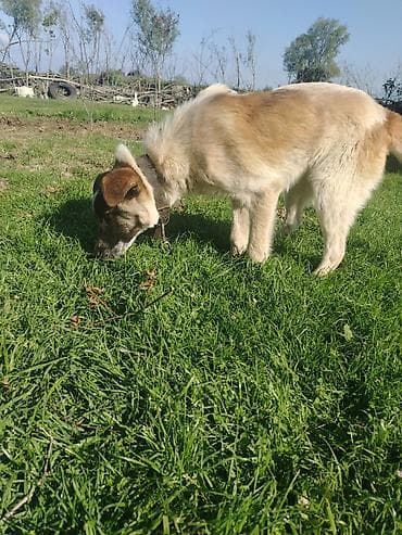 coban iti haqqinda melumat: 4 ay, Erkek, Cütləşmə üçün, Ünvandan götürmə — 1