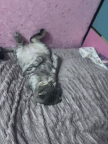 şinşila pişik: Tabbi, Yaxşı əllərə — 3