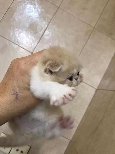 it cinsi: Fars, Yaxşı əllərə — 4