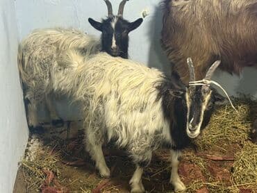 cins ineklerin satisi 2018: Super kok cepişder pardama kokdu — 2