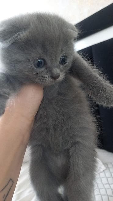 pişim: Şotland — 7