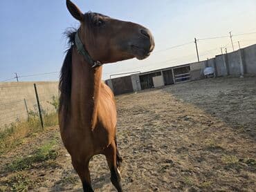 Gəmiricilər: Qarabağ Atı.yaş 3.5 Erkək. unvan Bakı Balaxanı. tam sağlam və təmiz — 4