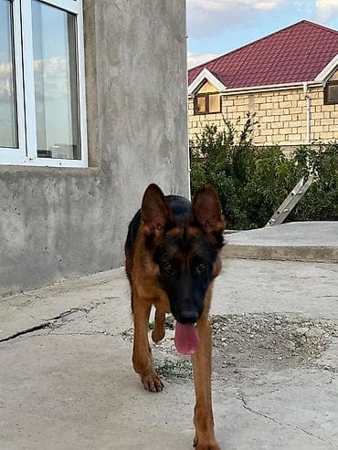 afcarka balası: Alman çoban iti, Erkək — 3