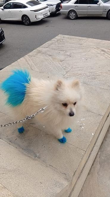 it itib: Şpitz — 2