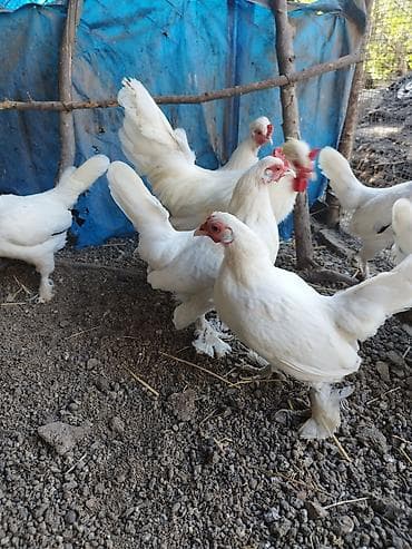 Kənd təsərrüfatı quşları: Toyuq, Damazlıq — 7