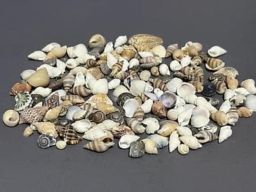 pul seyfi: Müxtəlif formalı və rəng çalarlarında dəniz qabıqları dəsti. 175 ədəd — 5