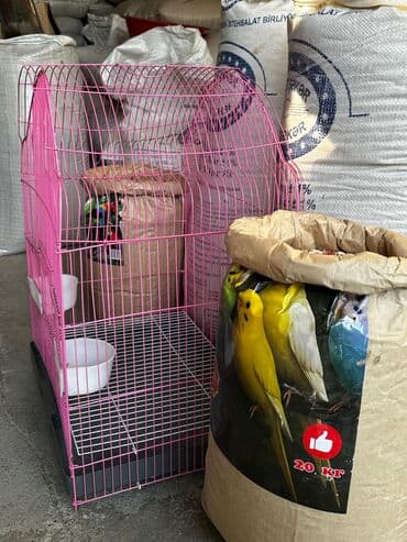 südlük inek satilir: Korella qəfəsi təzədir istifadə olunmayıb — 4