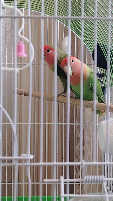 danışan quş: Məhsul: Sevimli “lovebird” (agapornis) cütləri – müxtəlif rəng — 2