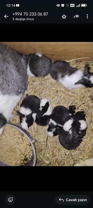 ordek bala: Unvan Sulutəpə
Say 7 ədəd
Tam saglam 14-15gunluk balalar — 8