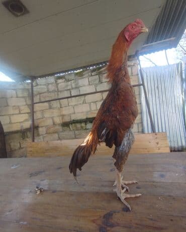 аксессуары и одежда для собак: Mayın 24 çixib indi indi üz alır Ana atası meydan heyvanıdır temiz — 5