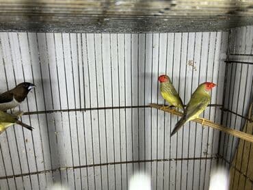 Digər quşlar: Trasnikoviy amadin 3 ededdir. 1 ededi 40 azn. 3-ü bir yerde olsa 100 — 2