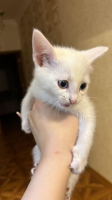 pişik tualet: Yaxşı əllərə — 1