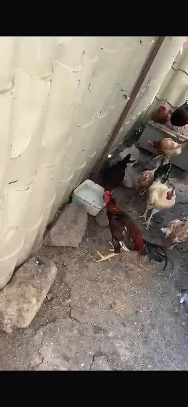 K/t heyvanları və malları: Barter edirem yerli toyuqlarla — 8