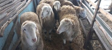 Hinduşka: Erkək, il: 1, 55 kq, Damazlıq, Ünvandan götürmə — 2