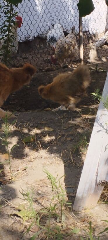 продам собаку доска объявлений: PON POn xoruzu satilir tekce — 7