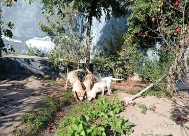лабрадор купить: Labrador-retriver, 5 ay, Dişi, Peyvəndli, Ünvandan götürmə — 7