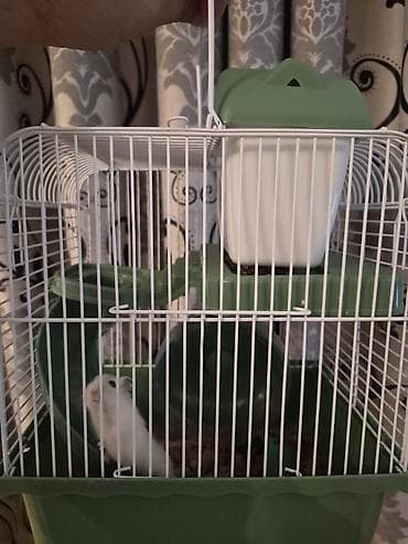 Daşıma çantaları: Ağ 2 eded Kiçik xamyak qəfəs və aksesuar dəsti.Baladirlar.Qarayevden — 8