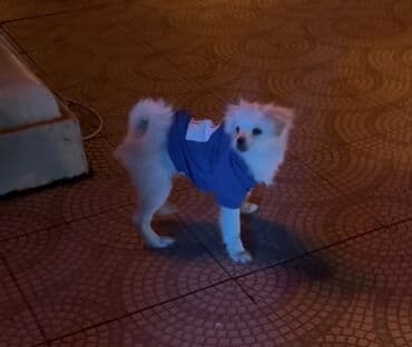 Запонки: Pomerian ve pikines qarışımı. 4 aylıq, erkek cinsi. Oynağan itdir at lalafo.az — 1 Запонки: Pomerian ve pikines qarışımı. 4 aylıq, erkek cinsi. Oynağan itdir — 1