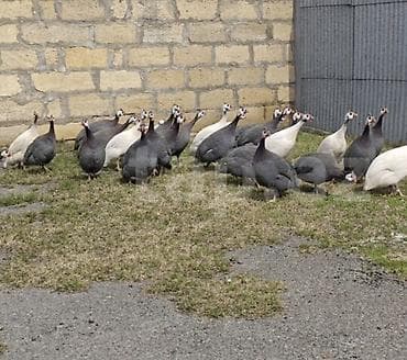 sud ceni: Firəng quşu (Səbzi) yumurtası satılır.Yumurtalar tam mayalı və təzə — 1