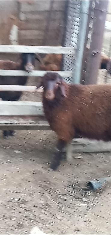 toy pudel satisi: Salam erkeydi oz heyvanlarmin balasi 4 ay yarımlığ anasi ekizde doğur — 4