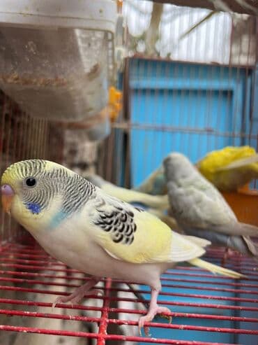 geref qusu rus dilinde: Papuqaylarr — 5