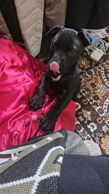 it agizligi: 2 ay, Dişi, Ünvandan götürmə — 5