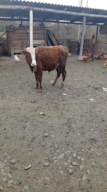 qara at sekilleri: Satlıq dana – yerli qarışıq cins - Rəng: qəhvəyi bədən, ağ alın və — 2