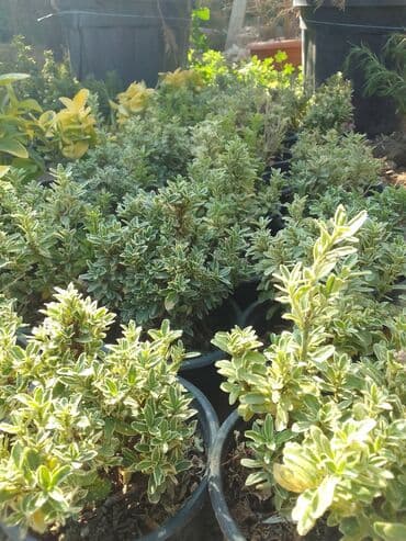 helba bitkisi faydaları: Həmişə yaşıl — 26