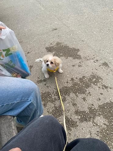 it: Pekines, 5 ay, Erkek — 3