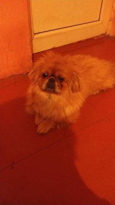 it evlerinin satisi: Pekines, 8 ay, Erkek, Peyvəndli, Ünvandan götürmə — 1