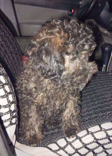 avcarka balası: Pudel — 8