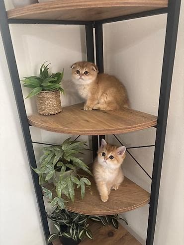 Britan qızılı shaded (golden) rəng qrupundan pişik balaları - Cins — 8