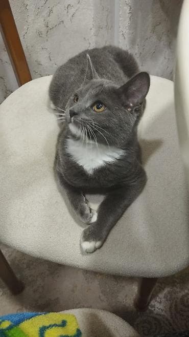 Boz-ağ rəngli, zərif və mehriban pişik. Qısa, parlaq tüklü, sinəsində