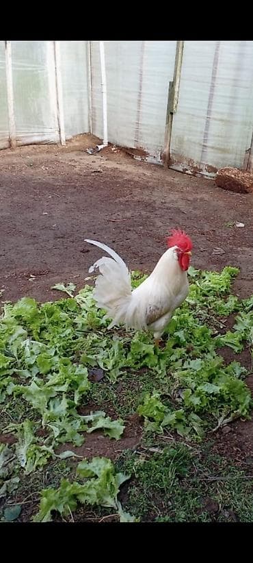 Ağ rəngli toyuq cinsi xoruzlar - Rəng: tam ağ lələklər, parlaq