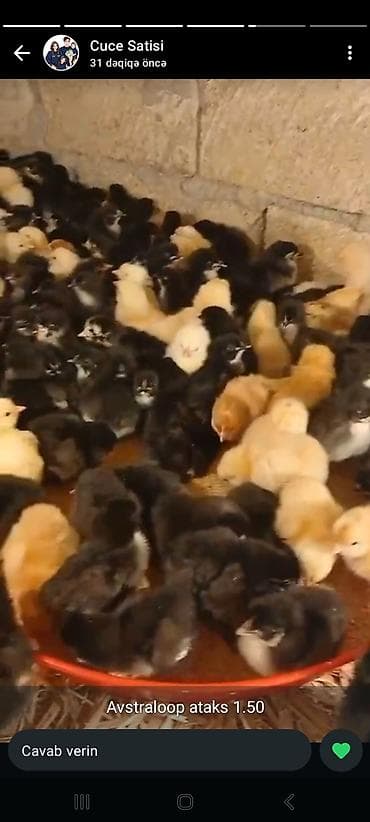 cuce sekli: Toyuq cücələri, Damazlıq — 2