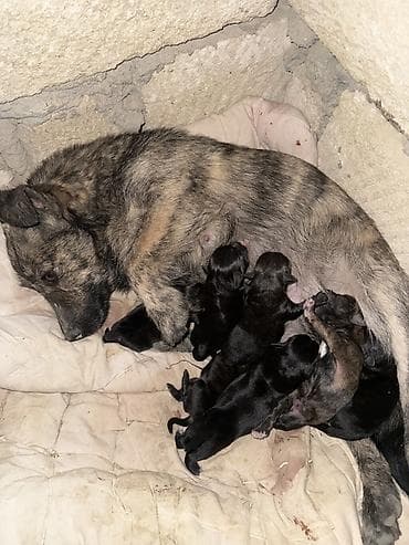 it bazari 2019: Zvonok, 1 ay, Erkek, Peyvəndli — 4