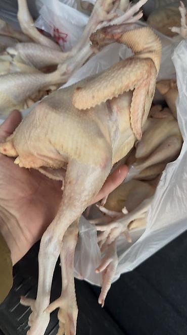 bal arısı satışı: Məhsul: Təmizlənmiş bıldırcın/quzu boyda xırda toyuq karkasları — 3