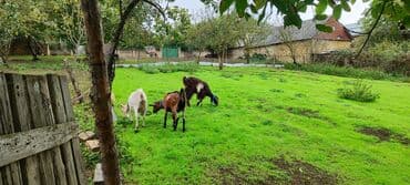 İtlər: Dişi, il: 2, Südlük — 7